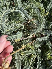 Astragalus nuttallii