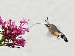 Macroglossum stellatarum