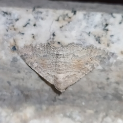 Pericyma albidentaria