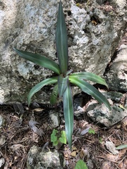 Tradescantia spathacea