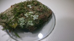 Lepraria finkii