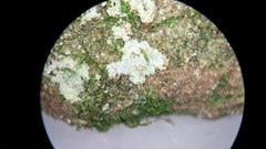 Lepraria finkii