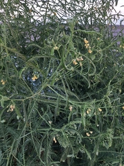Sesbania cannabina