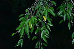 Ficus sarmentosa nipponica