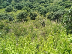Calliandra houstoniana