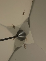 Gekkota