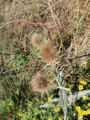 Dipsacus fullonum