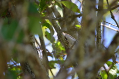 Passerculus sandwichensis