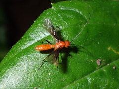 Alysiinae