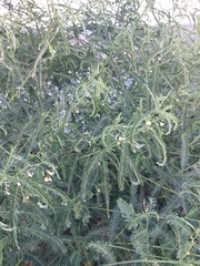 Sesbania cannabina