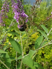 Xylocopa virginica