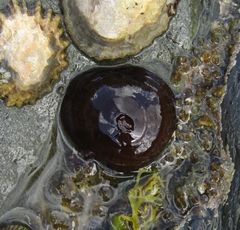 Actinia equina