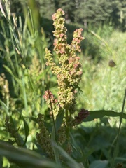 Rumex salicifolius