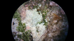 Lepraria finkii