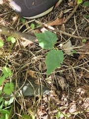 Acer nigrum