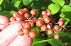 Maianthemum racemosum