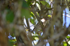 Passerculus sandwichensis