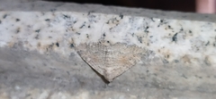 Pericyma albidentaria