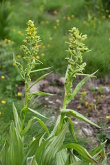 Veratrum lobelianum