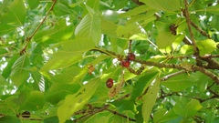 Prunus avium
