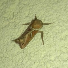 Triodia sylvina