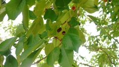 Prunus avium