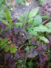 Oxalis stricta rufa