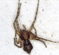 Araneae