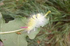 Calliteara pudibunda