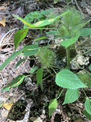 Acalypha alopecuroidea
