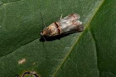 Trachonitis cristella