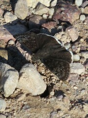 Erynnis tristis