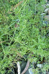 Galium aparine