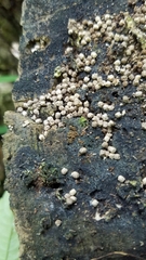 Fungi