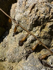 Macrocystis pyrifera