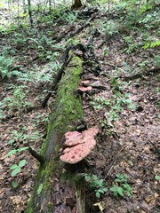 Ganoderma tsugae