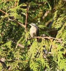Sitta canadensis