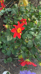 Dahlia coccinea