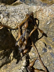 Macrocystis pyrifera