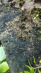 Fungi