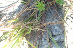 Agrostis