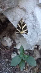 Euplagia quadripunctaria