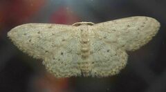 Idaea seriata