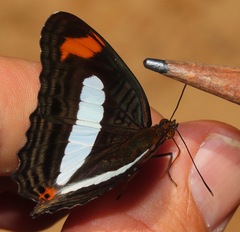 Adelpha iphiclus