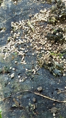 Fungi