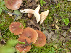 Lactarius rufus
