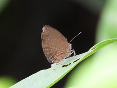 Arhopala major