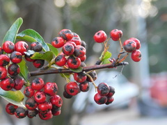 Pyracantha coccinea