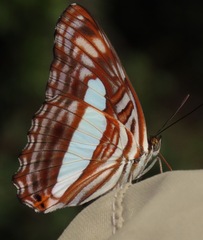Adelpha iphiclus