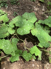 Cucurbita moschata